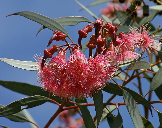 Coral Gum Eucalyptus torquata native tree Perth backyard low maintenance