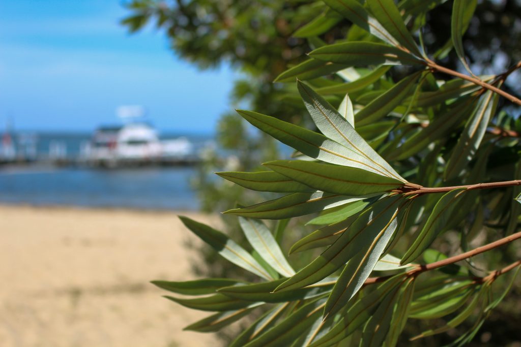 WA native trees eligible for the Treebate rebate program