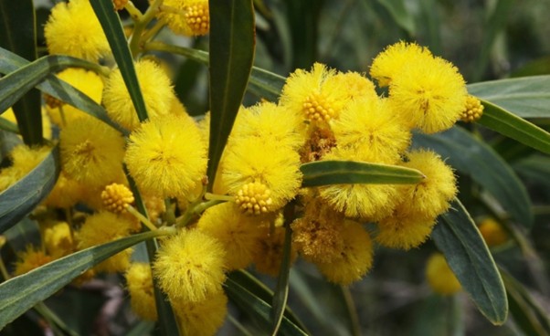 PSHB safe native trees Perth