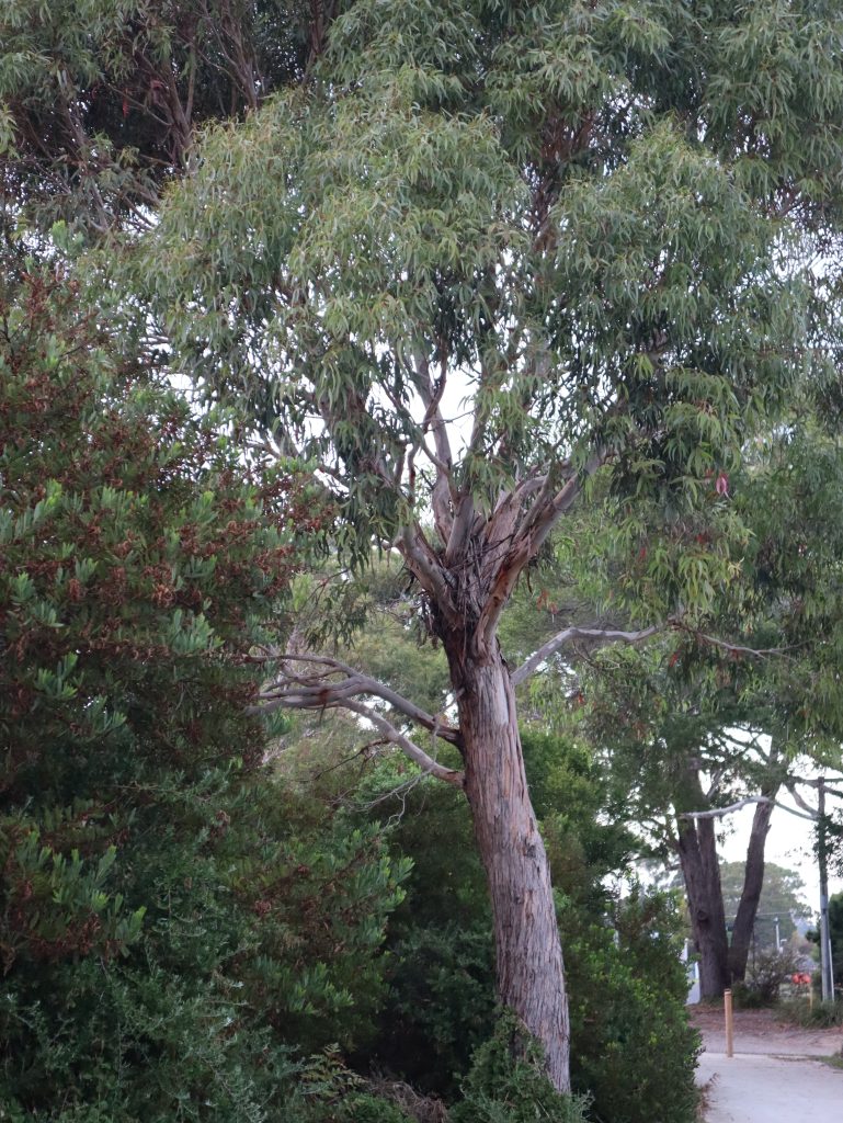 WA Treebate - Gum Tree