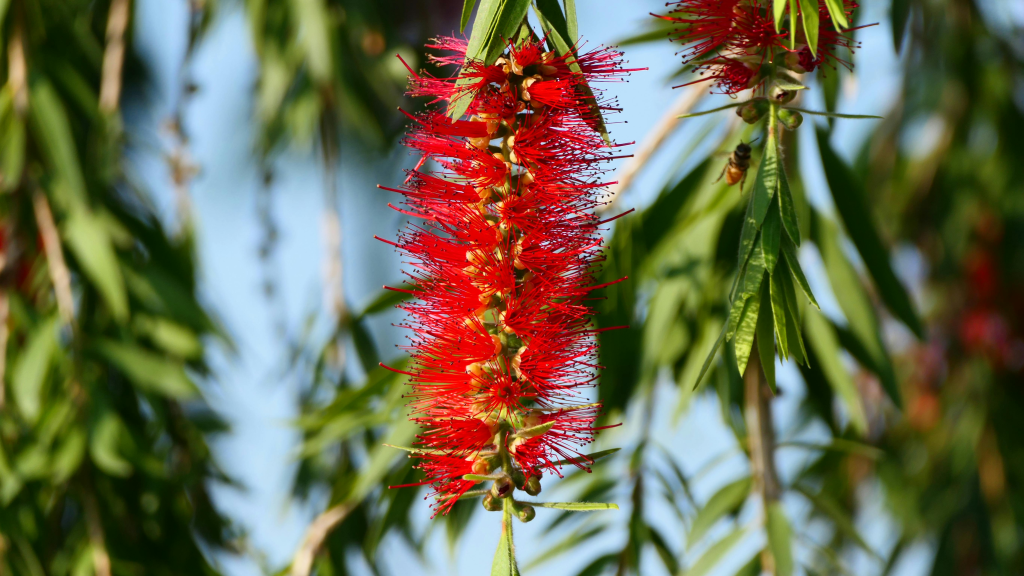 Treebate July Planting: Why July Is the Best Month