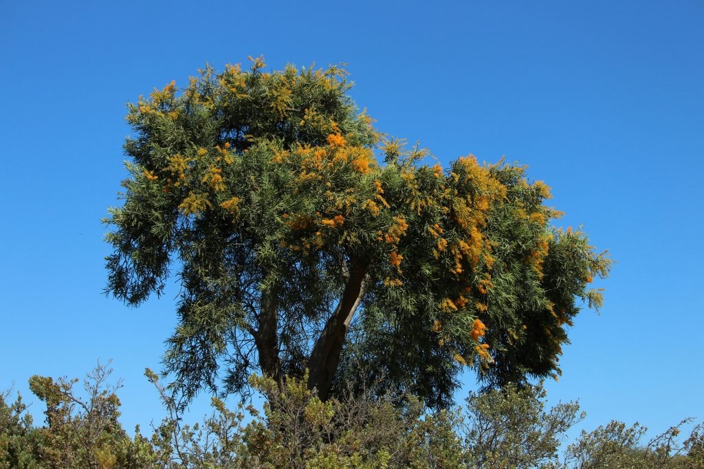 WA Native Tree - Perth