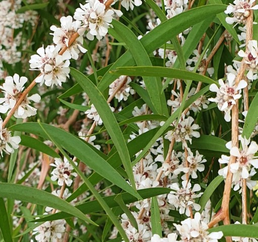 Agonis flexuosa WA Peppermint tree excluded from treebate.com.au biosecurity policy
