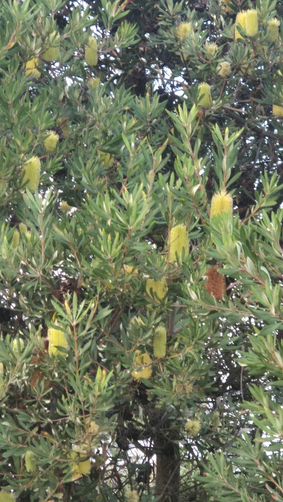 WA Tree Recovery Program