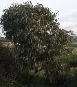 Is Treebate Only Available in Certain Suburbs? WA-Wide Eligibility Explained