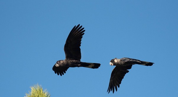 Perth Carnabys Black Cockatoo