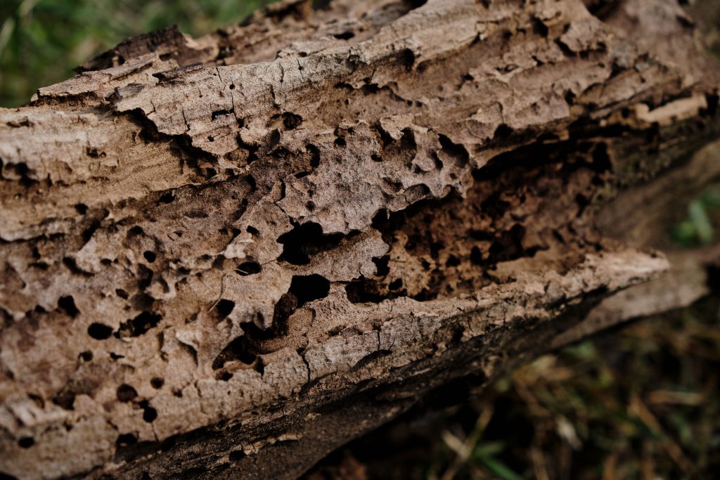 Polyphagous Shot-Hole Borer