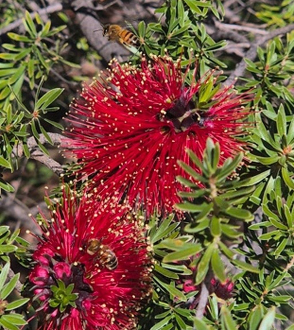 WA native trees support local honeyeaters, Carnaby’s Black Cockatoos, native bees, and insects