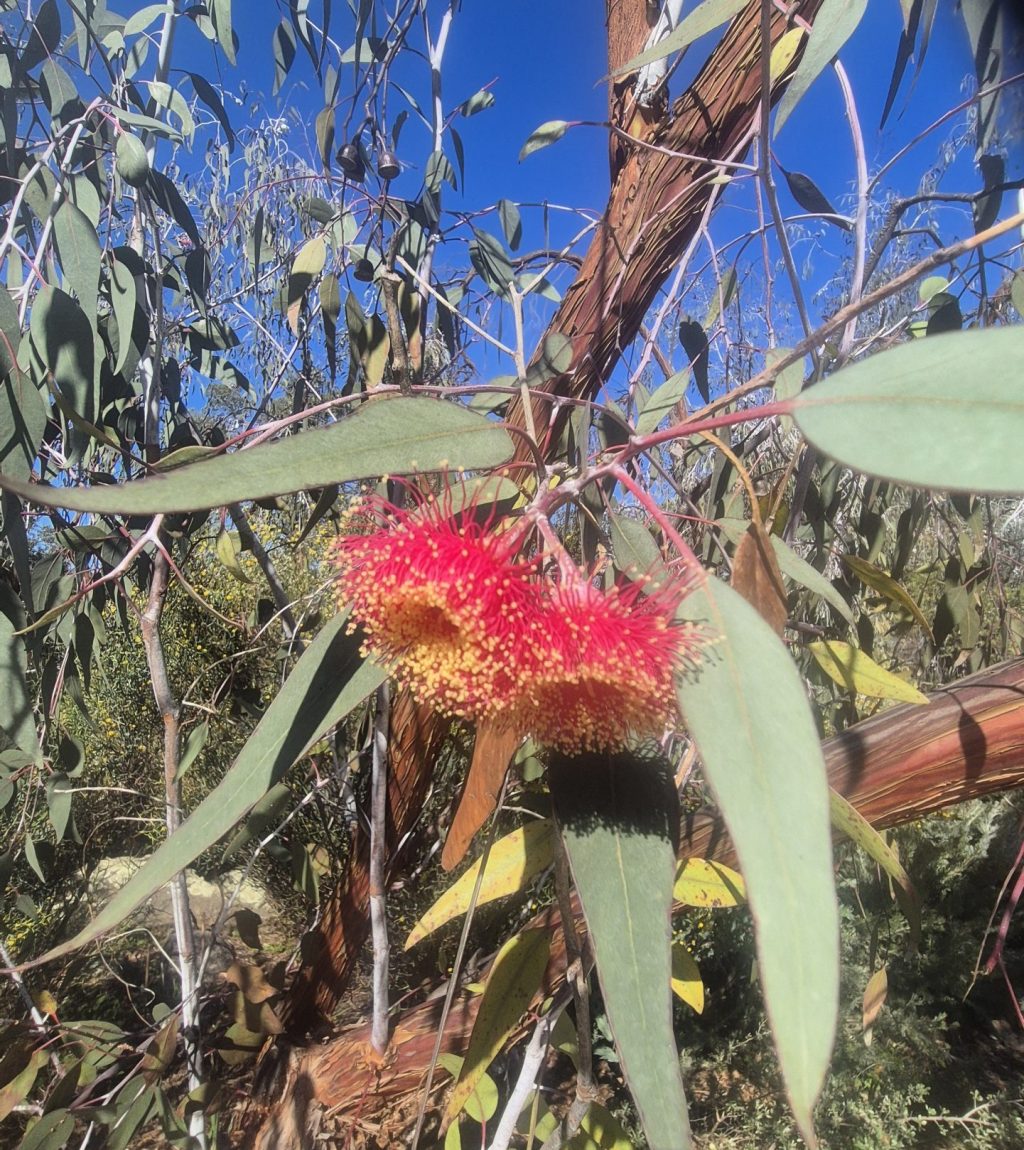 Perth’s native trees aren’t a compromise — they’re the best possible choice for a WA backyard.