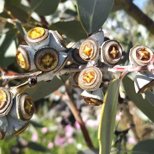 Perth’s native trees aren’t a compromise — they’re the best possible choice for a WA backyard.