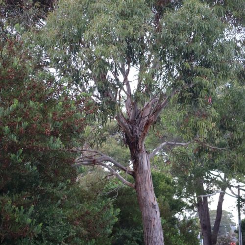 WA Treebate - Gum Tree