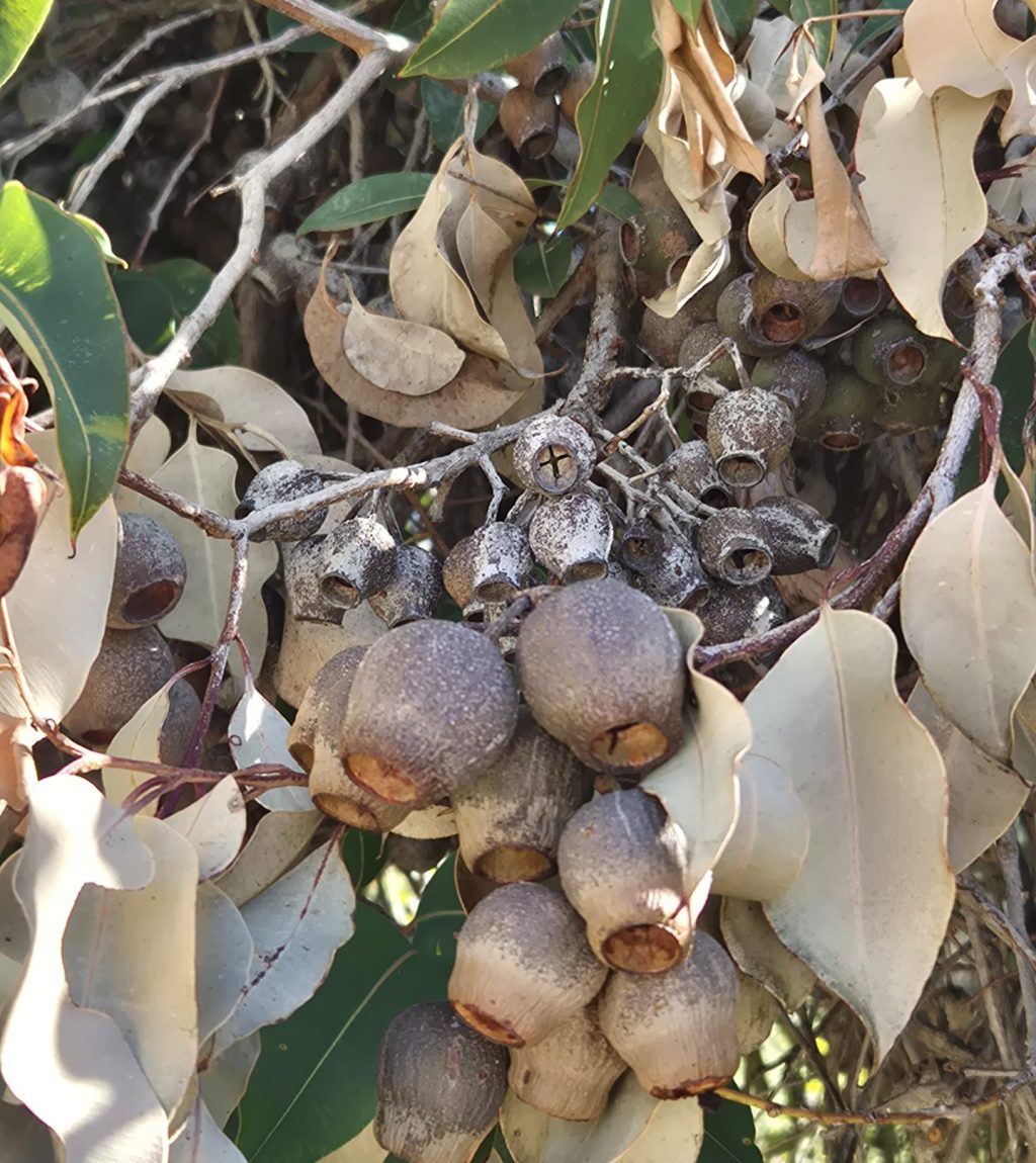 Plant the right native tree and you get decades of shade, wildlife habitat, and year-round beauty