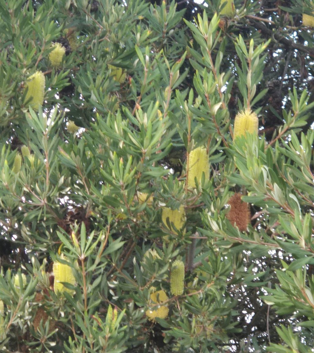 WA Tree Recovery Program