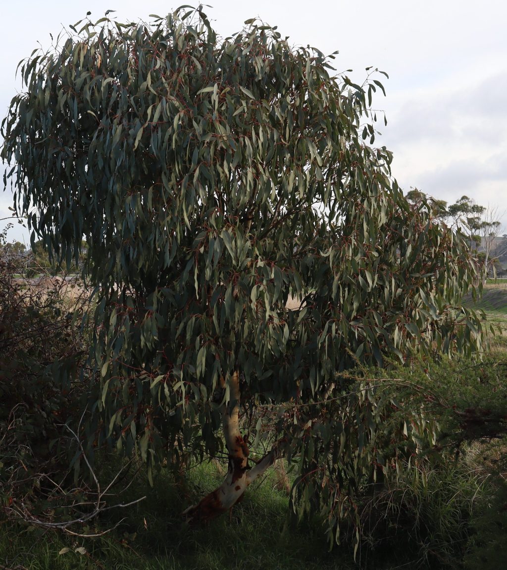 WA Treebate Native Tree